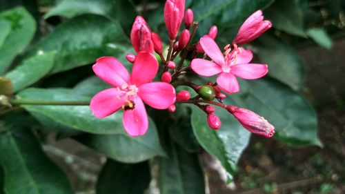 Close-up of pink flowers blooming outdoors