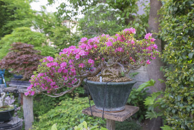 Close-up of purple flower pot