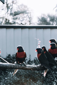 bird