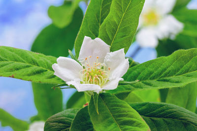 Close-up of white flowers blooming outdoors