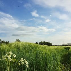 Scenic view of field against sky