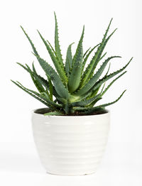 Close-up of potted plant against white background