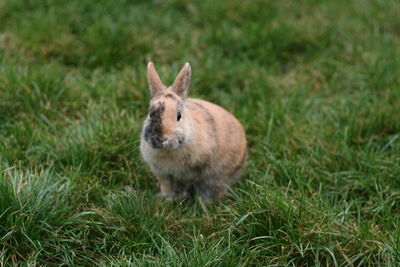 Rabbit on grassy field