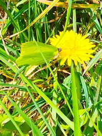 Close-up of insect on yellow flower