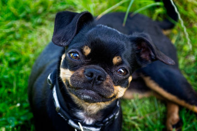 Portrait of black dog sitting on grass