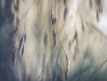 Close-up of stalks in field