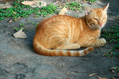 High angle view of cat resting