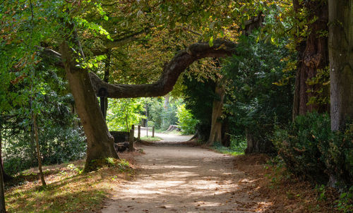 Footpath amidst trees in forest