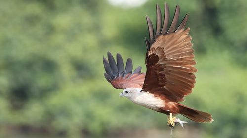 Close-up of bird flying