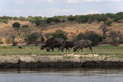 View of a drinking water from a lake