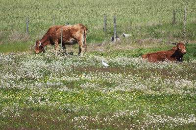 Horses grazing on grassy field