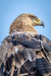 Close-up of tawny eagle head and body
