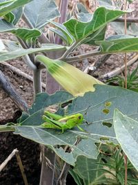 High angle view of insect on plant at field