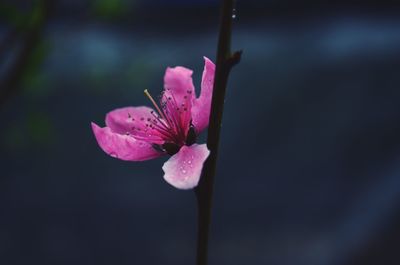 Close-up of pink flower blooming outdoors