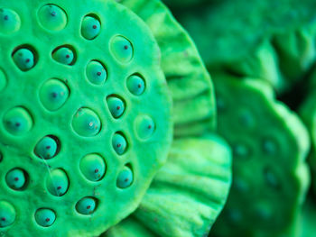 Full frame shot of lotus leaf