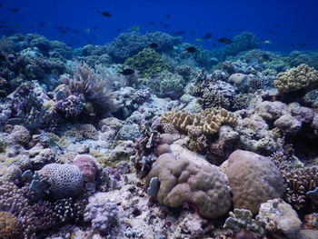 Colourful coral reef with lots of tropical reef fish in wakatobi island