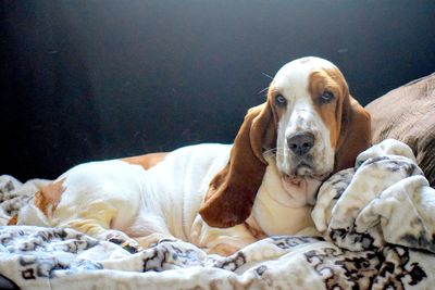 Basset hound relaxing