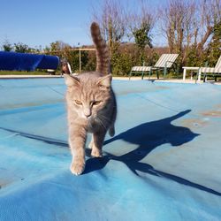 Cat by trees against blue sky