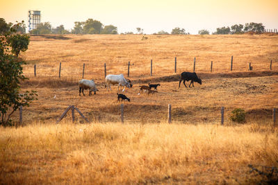 Horses grazing on field against sky