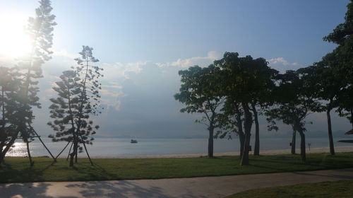 Trees by lake against sky