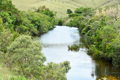 Scenic view of river amidst trees in forest