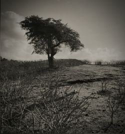 Trees on field against sky