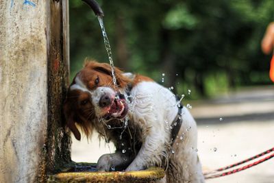 Portrait of dog drinking water at fountain