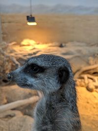 Close-up of an animal looking away on field