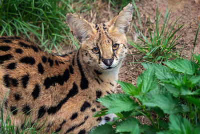 Serval cat, leptailurus serval beautiful animal and his portrait.