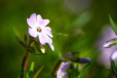 Close-up of purple flowering plant