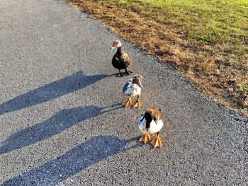 High angle view of ducks on road