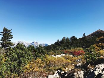 Plants growing on land against clear blue sky