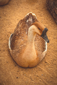 Close-up of a duck