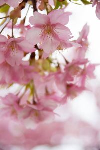 Close-up of pink flowers blooming on tree