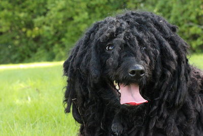 Close-up of puli dog on grassy field