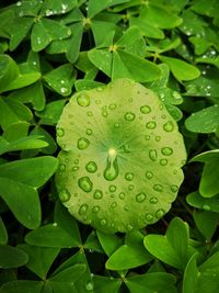 Close-up of raindrops on leaves