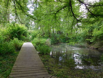 Scenic view of forest