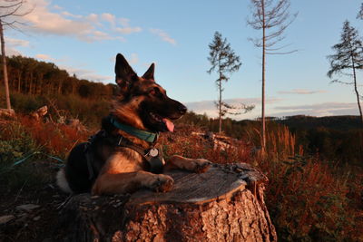 Dog sitting on field against sky