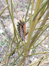 Close-up of insect on plant