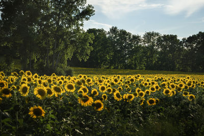 Close-up of sunflower blooming in field