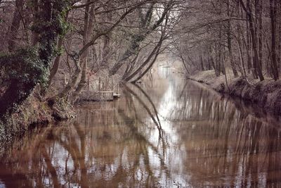 Reflection of trees in lake