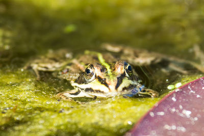 Close-up of frog swimming in water