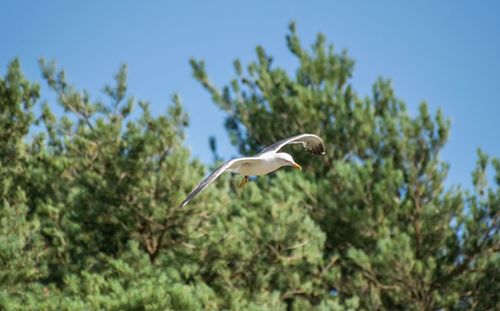 Low angle view of bird flying
