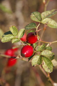 Close-up of berries growing on tree