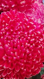 Close-up of pink dahlia