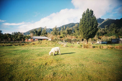 Cows grazing on field against sky