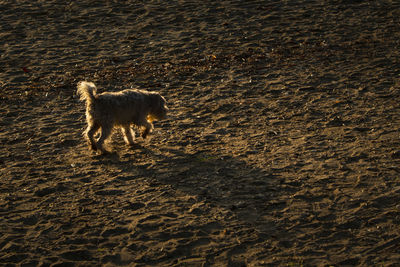 High angle view of dog on beach