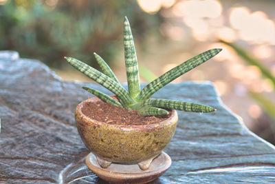 Close-up of potted plant on table