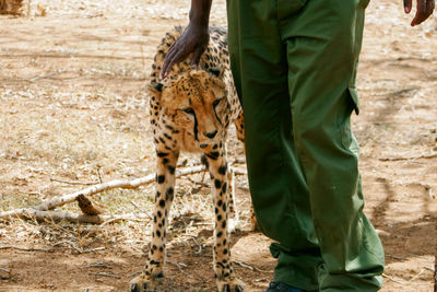 Lower section of man standing next to cheetah - acinonyx jubatus at a conservancy in nanyuki, kenya