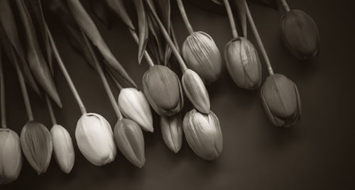 Close-up of candies against white background